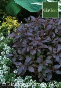 Weigela 'Midnight Wine�'